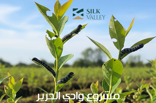 وادي الحرير